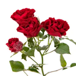 Роза спрей 60 см в асортименті