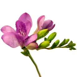 Фрезія в асортименті