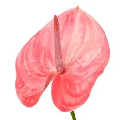 Антуріум в асортименті