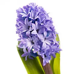 Hyacinth in assortment