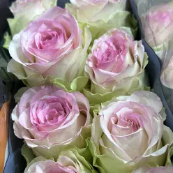 Кенійська троянда Pink Journey 60 см