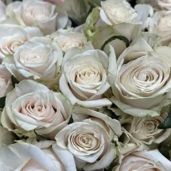 Кенійська троянда Silver Bell 70 см