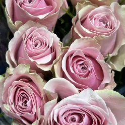 Кенійська троянда Athena Royale 50 см