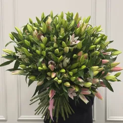 51 лілія мікс