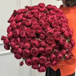 25 кущових піоноподібних троянд Cherry Trendsetter