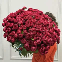 51 кущова піоноподібна троянда Cherry Trendsetter