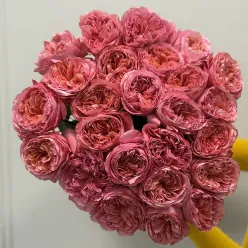 Еквадорська піоноподібна троянда Candy Expression