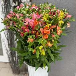 Альстромерія в асортименті