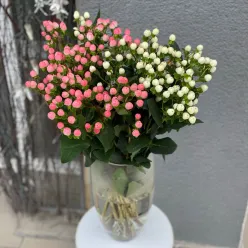 Гіперикум в асортименті