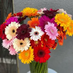 Gerbera in assortment