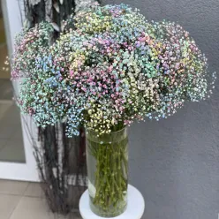 Гіпсофіла в асортименті