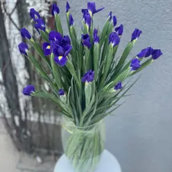 Ірис в асортименті