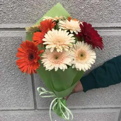 11 гербер мікс