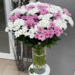 Хризантема в асортименті