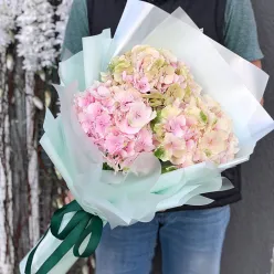 3 гортензії мікс в асортименті