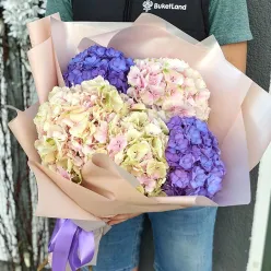 5 гортензії в асортименті