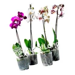 Орхідея Фаленопсис 1 ствол