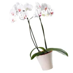 Орхідея Фаленопсис 2 стовбура