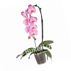Орхідея Фаленопсис каскадний
