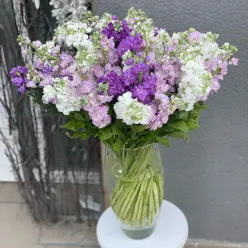 Матіола в асортименті