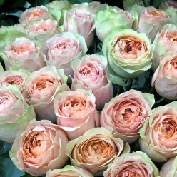 Еквадорська піоноподібна троянда Гравіті 60 см