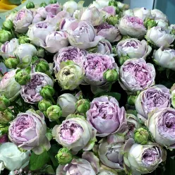  Shrub peony rose Blossom Bubbles 50-60 cm