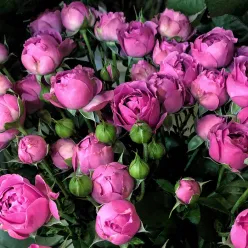 Кущова рожева троянда Місті БАБЛЗ 50-60 см