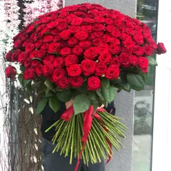 301 МЕТРОВА червона троянда