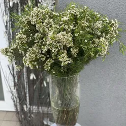 Хамелаціум в асортименті