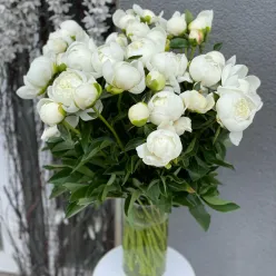 Голландські білі півонії