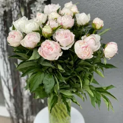 Голландські рожеві півонії