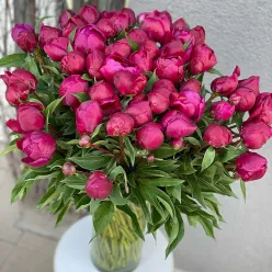 Голландська півонія Kanzas