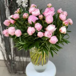 Голландська півонія Sarah Bernhardt