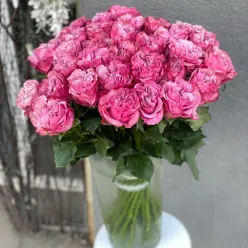 Голландська піоноподібна троянда Квін Краун