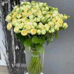 Кущова піоноподібна троянда Піоні Баблз