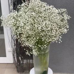 Голландська біла гіпсофіла