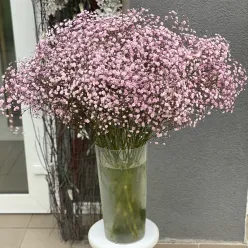 Голландська рожева гіпсофіла