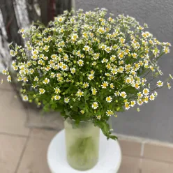 Кущова ромашка Танацетум