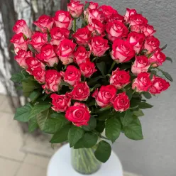 Троянда All Star 60 см