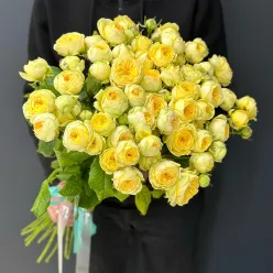 21 кущова піоноподібна троянда Піоні Баблз