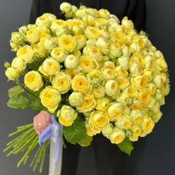 51 кущова піоноподібна троянда Піоні Баблз