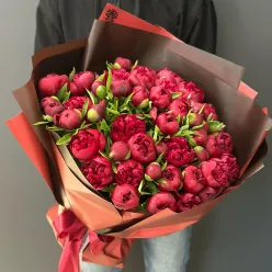 51 голландський бордовий піон