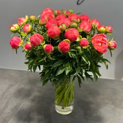 Коралова півонія