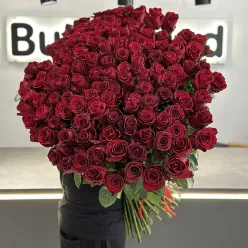 111 червоних голландських троянд 90 см