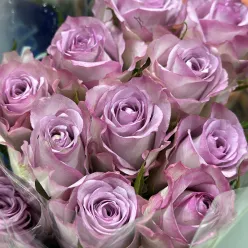 Кенійська троянда Thriller 50 см