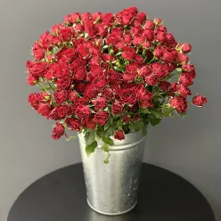 Кенійська кущова троянда Velvet Blossoms 60 см