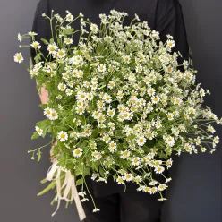 Букет із 25 кущових ромашок