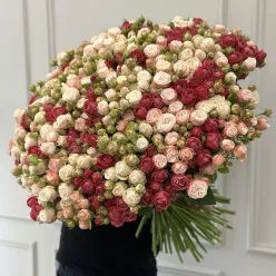 151 кущова піоноподібна троянда мікс