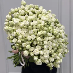 51 кущова піоноподібна троянда в асортименті