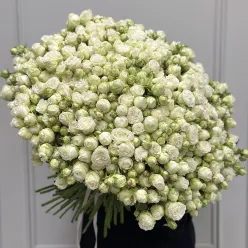 101 кущова піоноподібна троянда в асортименті